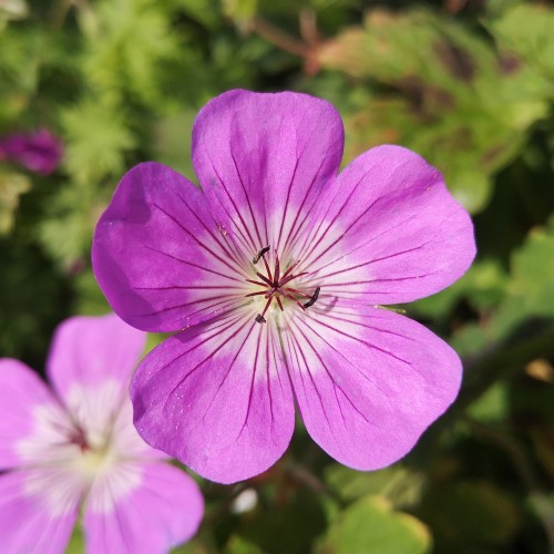 Storkenæb Sylvia's Surprise - Geranium hybrid Sylvia's Surprise