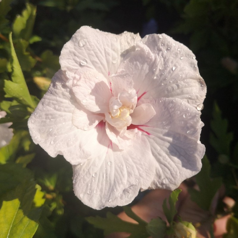 Syrisk Rose China Chiffon - Hibiscus syriacus China Chiffon