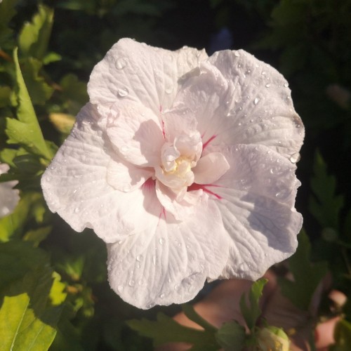 Syrisk Rose China Chiffon - Hibiscus syriacus China Chiffon