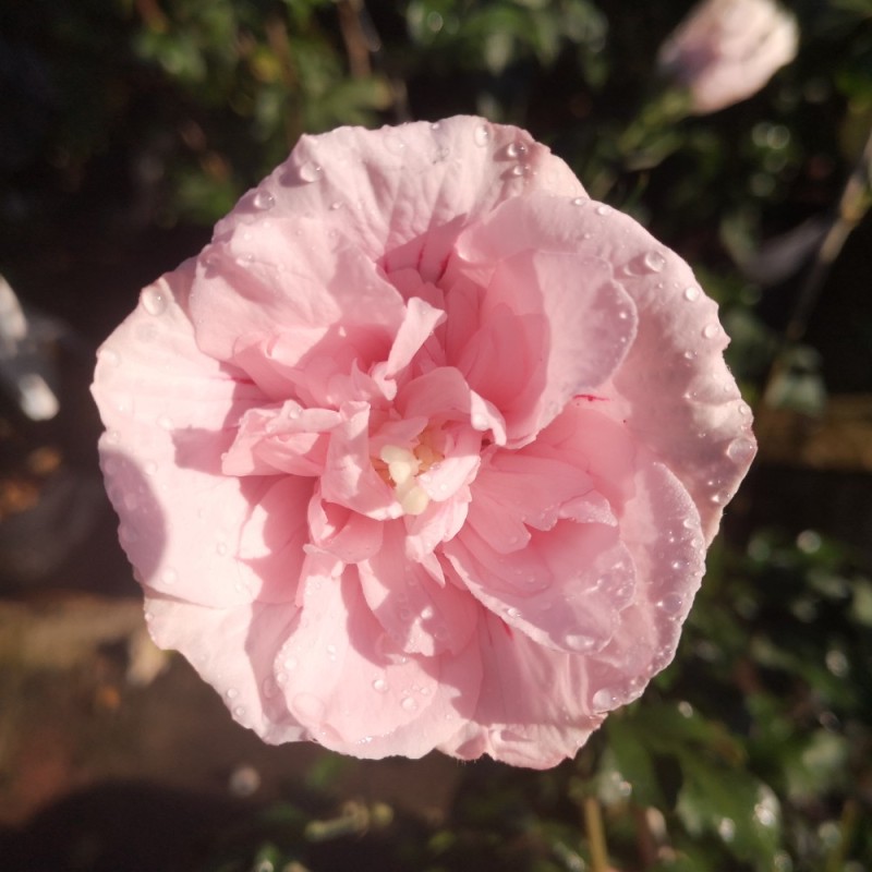 Syrisk Rose Pink Chiffon - Hibiscus syriacus Pink Chiffon