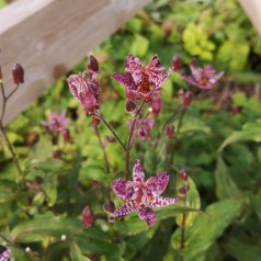 Tudselilje Purple Beauty - Tricyrtis formosana Purple Beauty