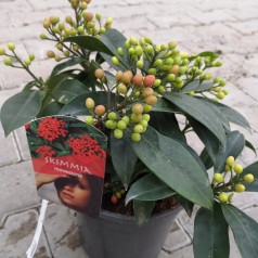 Vinterbær Reevesiana 20-25 cm. Skimmia japonica Reevesiana ( Tvekønnet )