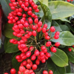 Vinterbær Reevesiana 20-25 cm. Skimmia japonica Reevesiana ( Tvekønnet )