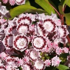 Kalmia latifolia Quinnipiac