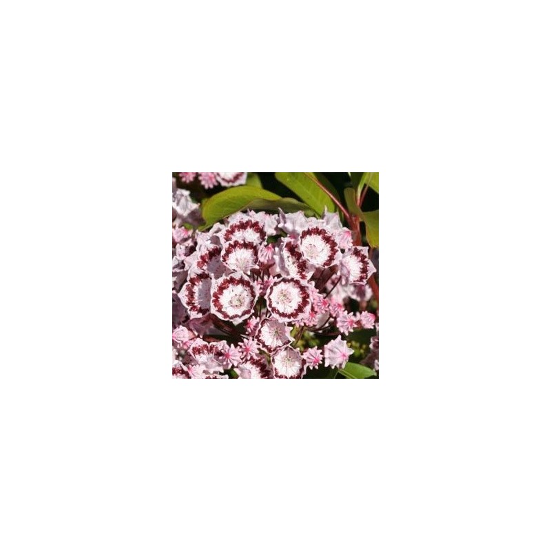 Kalmia latifolia Quinnipiac