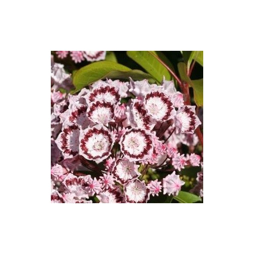 Kalmia latifolia Quinnipiac