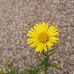 Tusindstråle - Buphthalmum salicifolium