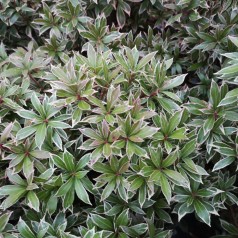 Pieris japonica Little Heath 20-40 cm.