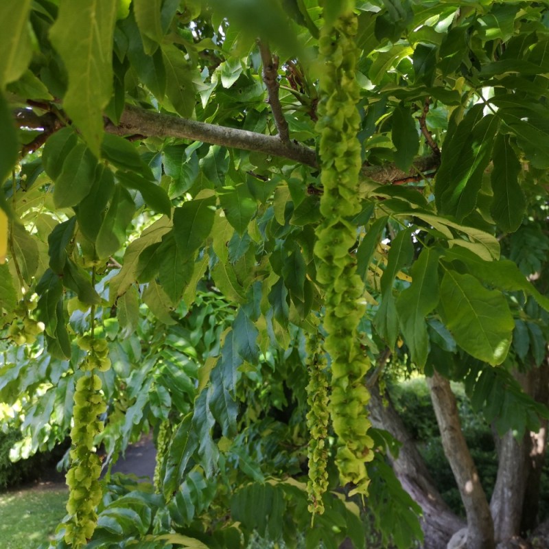 Vingevalnød 100-125 cm. - Pterocarya fraxinifolia