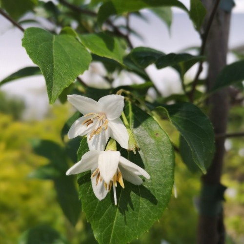 Japansk Sneklokke Snowfall - Styrax japonica Snowfall