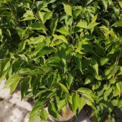Japansk Sneklokke Snowfall - Styrax japonica Snowfall