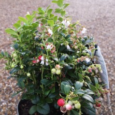 Tyttebær Fireballs - Vaccinium vitis-idaea Fireballs, 2l pot