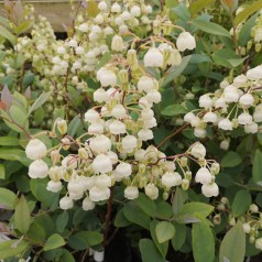 Sølvklokkelyng - Zenobia...