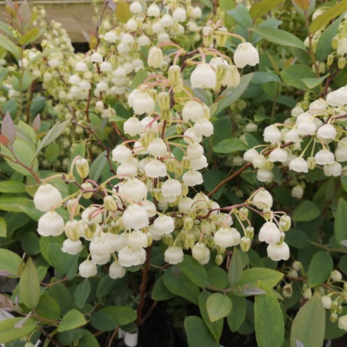 Sølvklokkelyng - Zenobia pulverulenta Blue Sky