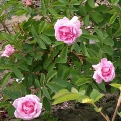 Rose Hurdal - Park Rose