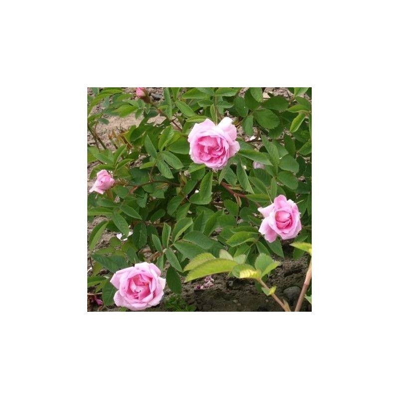 Rose Hurdal - Park Rose