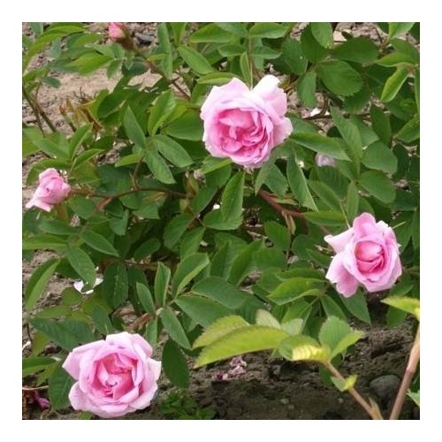 Rose Hurdal - Park Rose