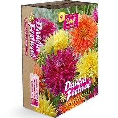 Dahlia Festival Mix - 4 Løg