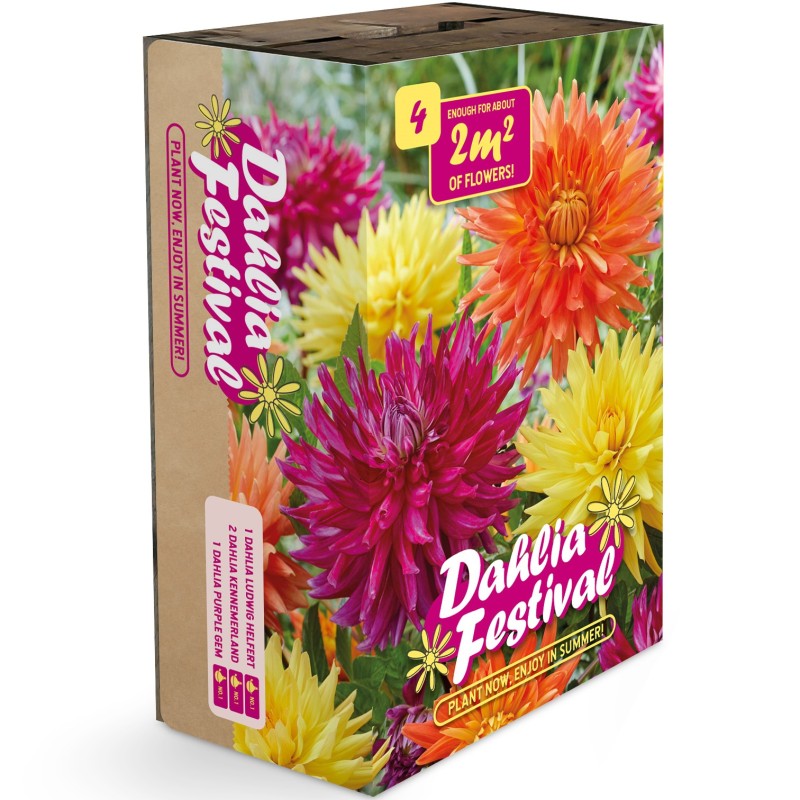 Dahlia Festival Mix - 4 rodknolde