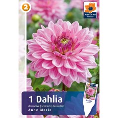 Dahlia Decorative Anne Marie / Georgin