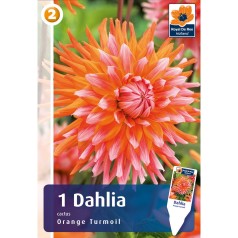 Dahlia Cactus Orange Turmoil / Georgin