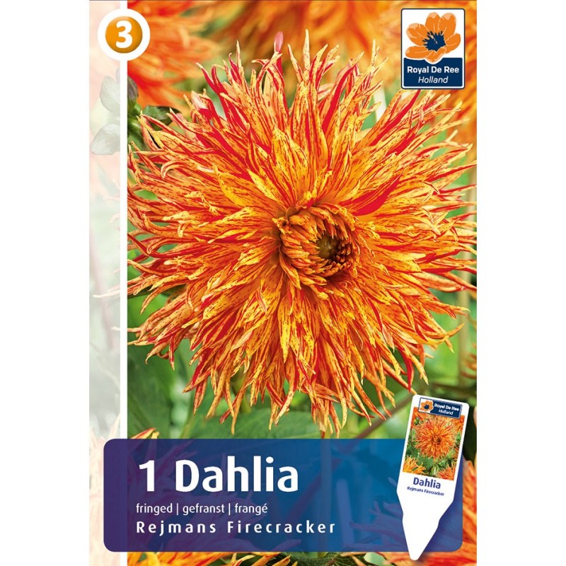 Dahlia Fringed Rejmans Firecracker / Georgin