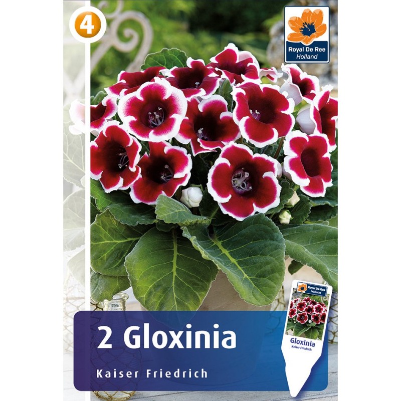 Gloxinia, Kaiser Friedrich 2 løg