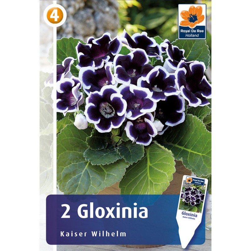 Gloxinia, Kaiser Wilhelm 2 løg