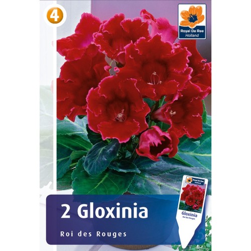 Gloxinia, Roi de Rouge 2 løg