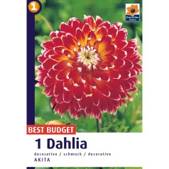 Dahlia Decorative Akita / Georgin - 1 løg