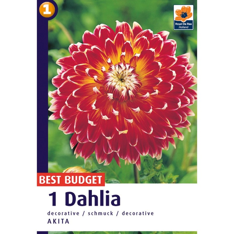 Dahlia Decorative Akita / Georgin - 1 løg