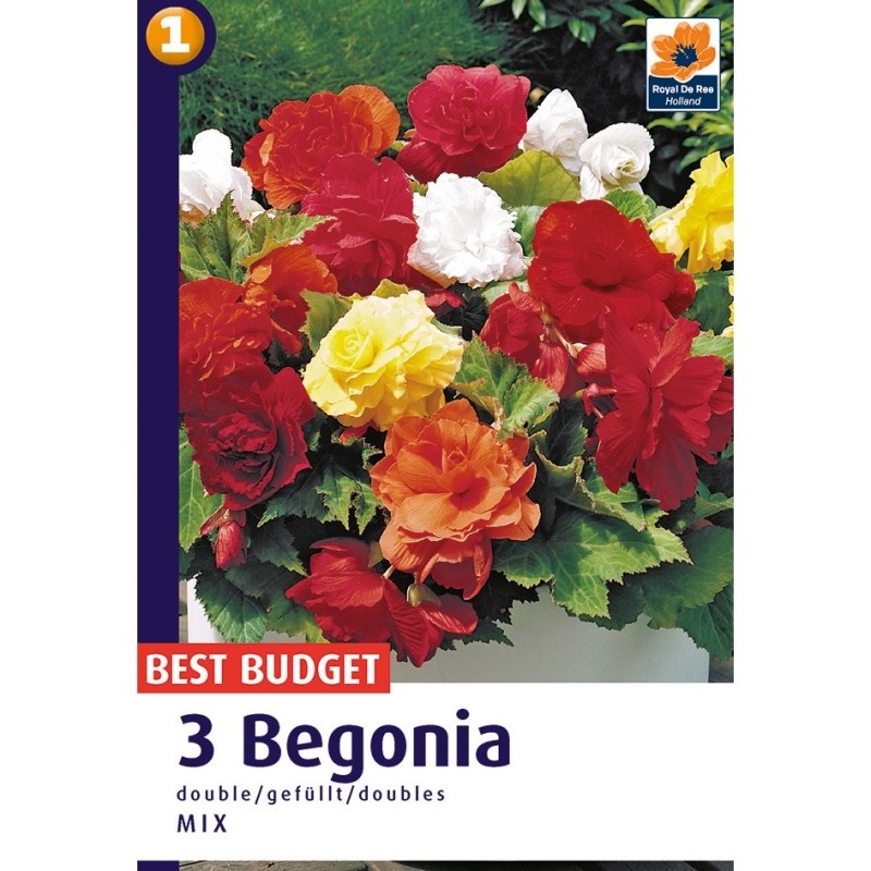 Begonia Double Mix - 3 knolde