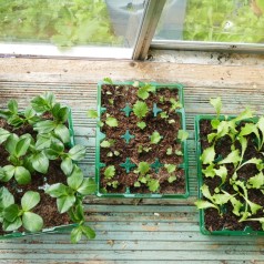 Såbakke, 12 huls 'Visiroot'...