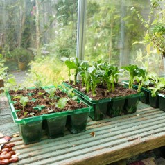 Såbakke, 12 huls 'Visiroot' - sæt á 8 bakker