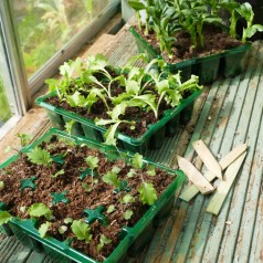 Såbakke, 12 huls 'Visiroot' - sæt á 8 bakker