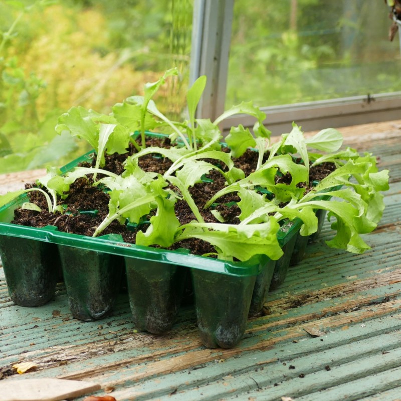 Såbakke, 20 huls 'Visiroot' - sæt á 8 bakker
