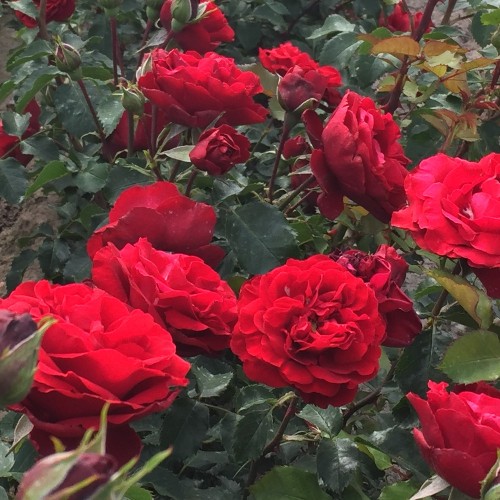 Rose Crazy in Love Red - Klatrerose / Barrods