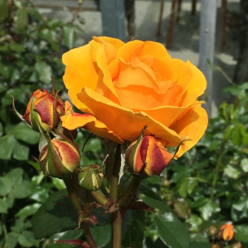 Rose Friendship forever - Buketrose Plant'n Relax