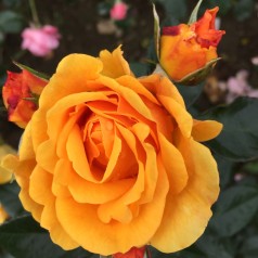 Rose Friendship forever - Buketrose Plant'n Relax