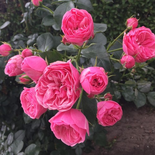 Rose Lise Nørgård - Buketrose Plant'n Relax