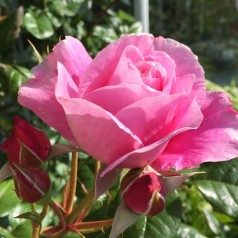 Rose Our last summer -...