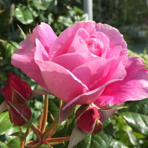 Rose Our last summer - Slyngrose Plant'n Relax