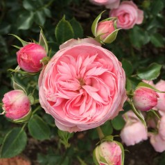 Rose She Loves You -...