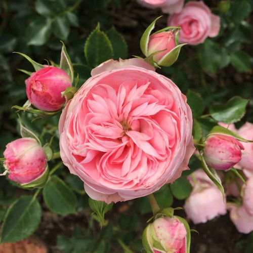 Rose She Loves You - Buketrose Plant'n Relax