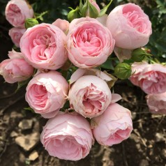 Rose She Loves You - Buketrose Plant'n Relax