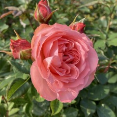 Rose The Most Beautiful - Buketrose Plant'n Relax / Barrods