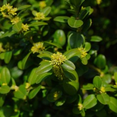 Buxus Sempervirens