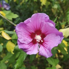 Hibiscus syriacus Woodbridge / Syrisk Rose