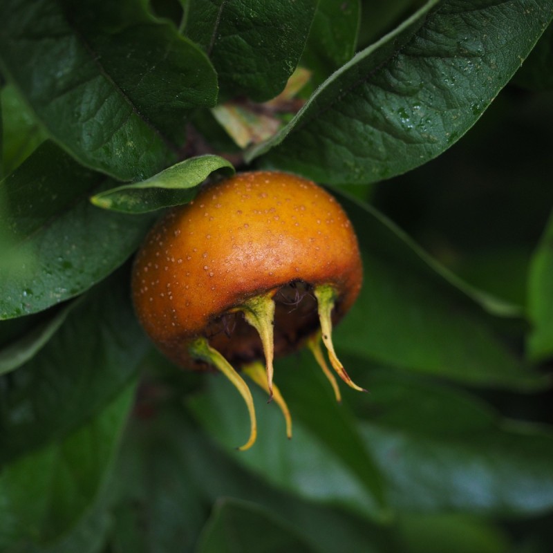 Mespilus germanica 'Westerveld' - Mispel - Aberøv