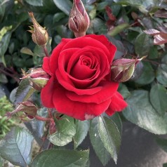 Rose Sweet Love of Mine -...